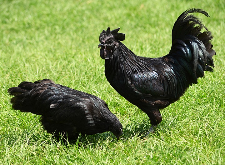 ayam-cemani.JPG