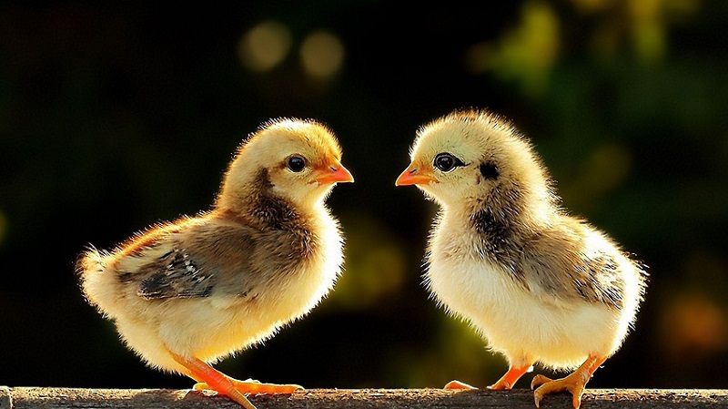 chicken-cute-baby-wide-hd-wallpapers-481.jpg