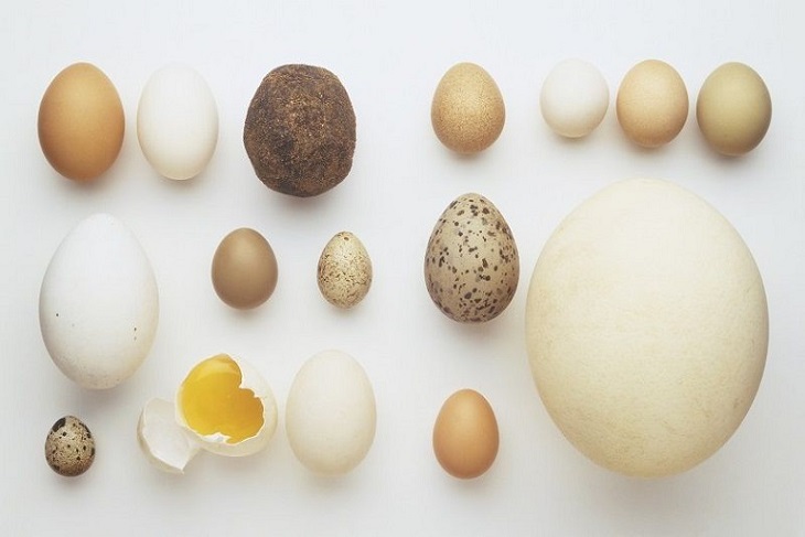eggseggseggs.jpg
