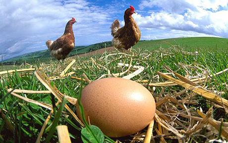 hens-egg-1364087c.jpg