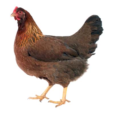velsumka-slepice.jpg